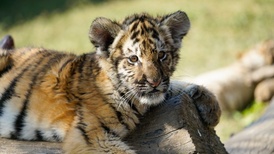 地方新闻精选 | 动物园隐瞒小老虎死讯被责令停业整改 铁路部门通报列车上发现蜥蜴