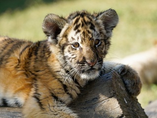 地方新闻精选 | 动物园隐瞒小老虎死讯被责令停业整改 铁路部门通报列车上发现蜥蜴