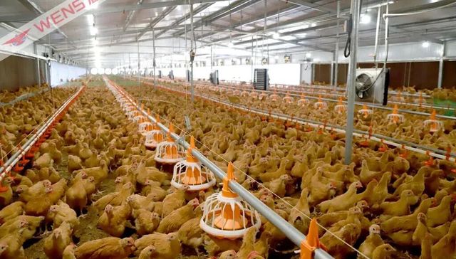 鸡蛋,品牌溢价,