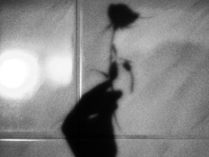 今天我们还相信“爱情神话”吗？从浪漫喜剧谈起｜情人节