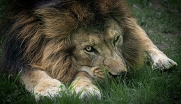 地方新闻精选 | 女童投喂动物园狮子被隔栏抓扯 官方通报“居民借政府部门厕所遭辱骂”