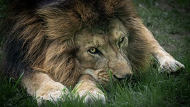 地方新聞精選 | 女童投喂動(dòng)物園獅子被隔欄抓扯 官方通報(bào)“居民借政府部門廁所遭辱罵”