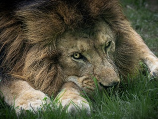 地方新闻精选 | 女童投喂动物园狮子被隔栏抓扯 官方通报“居民借政府部门厕所遭辱骂”