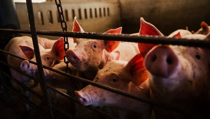 重庆;天坑溶洞;养猪场污染;当地通报;未影响下游河流;未影响饮用水源