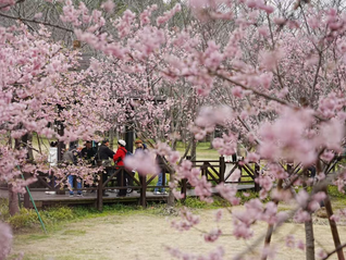 2026上海樱花节3月9日开幕，首创夜间赏樱模式