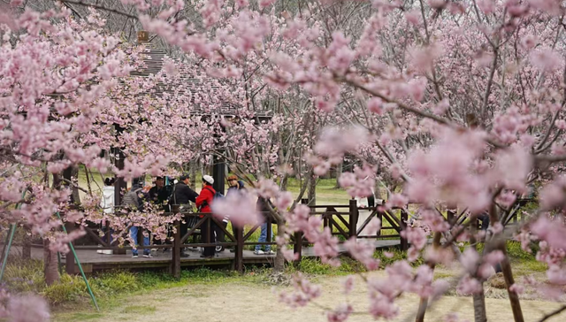 2026上海樱花节3月9日开幕，首创夜间赏樱模式
