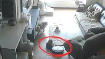 “宠物模式”扫地机器人卷入猫尾拖行近十分钟，用户难接受石头科技客服解释