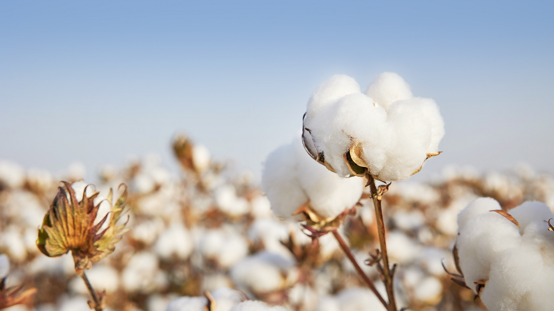 全棉时代棉柔巾,100%棉带来100%安心