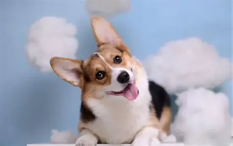 365亿药王新战场：巨头下场布局宠物减重药