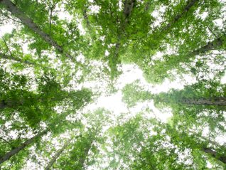 生态环境法典获表决通过，系中国第二部以“法典”命名的法律