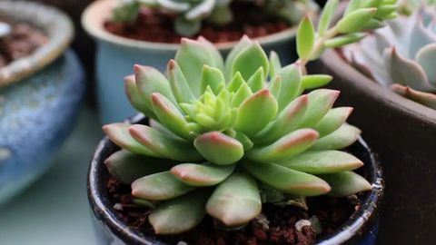 “宿迁神苗”，如何坑了养花人？