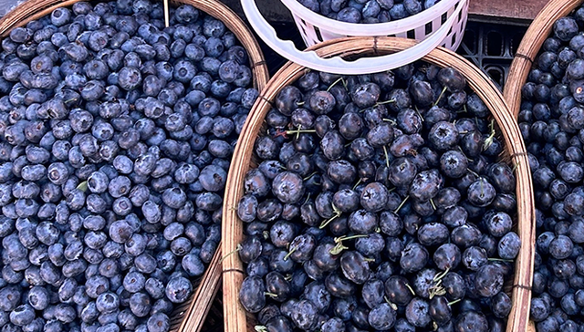 疯狂的云南蓝莓： 暴利诱惑、巨头扩张、产地洗牌