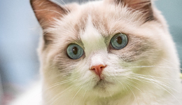 “猫用减肥药”出现，宠物也要加入体重管理了？