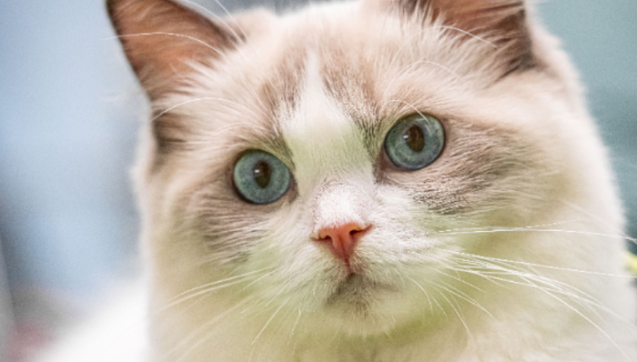 体重管理,宠物,