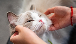 买猫500、治病5000，年轻人抛弃宠物医院