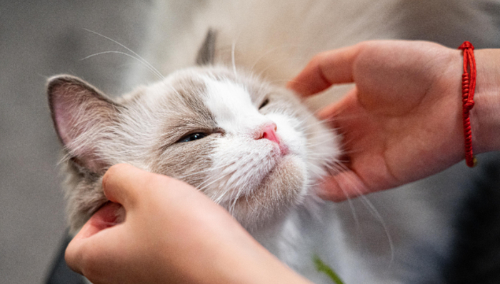 宠物医院,亏损,