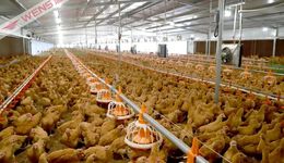 黃天鵝風波后，高端雞蛋的溢價神話還能撐多久？