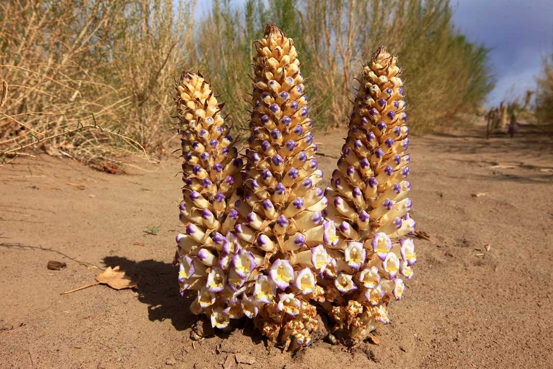 大漠连泉城：一条航线背后的“双向奔赴”