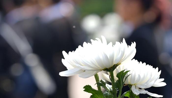 国家市场监管总局,民政部,殡葬领域,明码标价,规定,公募,殡葬服务,殡葬管理条例,殡葬改革明码标价;收费公示;殡葬行业;透明化重塑