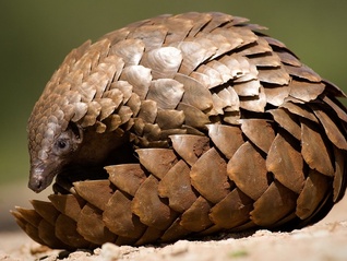 我国拥有35处中华穿山甲分布区，广东野外种群数量约1778只