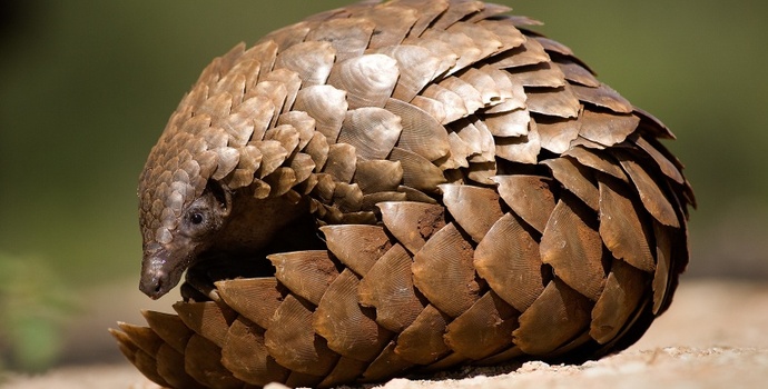 我国拥有35处中华穿山甲分布区，广东野外种群数量约1778只