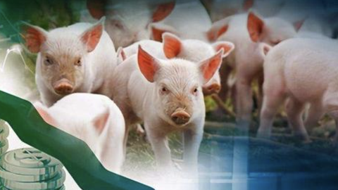 生猪价格跌到八年新低，这一轮猪周期发生了什么？