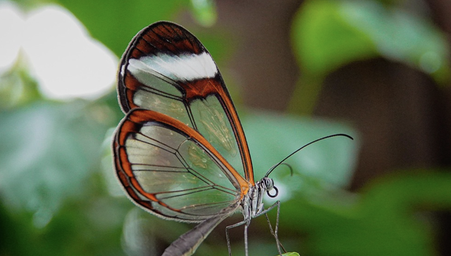 97.6%接近满分：Claude最强模型发布却不开放，是营销还是有隐情？