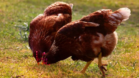 突然爆火的莫氏鸡煲，硬生生把餐饮供应链捧成最大赢家