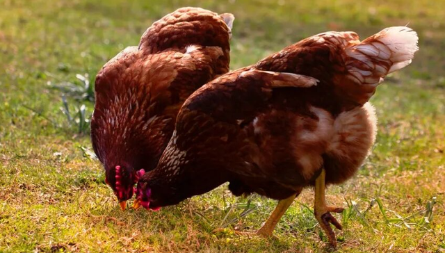 莫氏鸡煲,餐饮行业,顺德,
