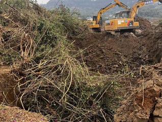 追踪|“非粮化”整治下四川宜宾百亩苗圃被毁,法院确认镇政府违法