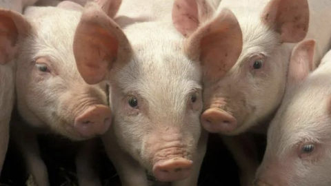 猪价创新低，牧原股份却赚了155亿