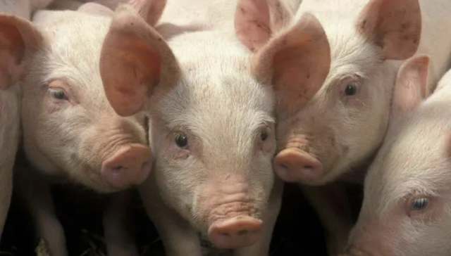 猪价创新低，牧原股份却赚了155亿