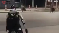 宇树机器人波兰街头赶走流窜野猪群
