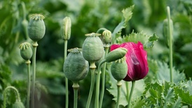 地方新闻精选 | 武汉植物园回应景区铁笼内种罂粟 广东将用AI识别等技术严查摩电违法