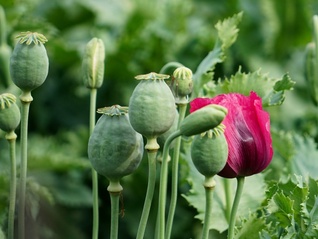 地方新闻精选 | 武汉植物园回应景区铁笼内种罂粟 广东将用AI识别等技术严查摩电违法