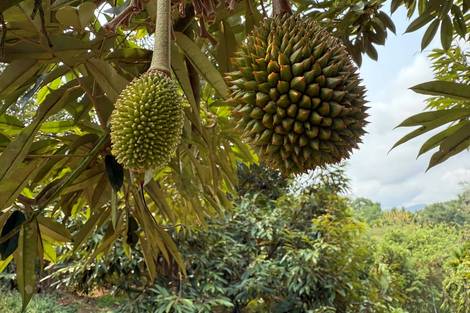 【深度】资本押注国产榴莲