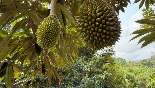 【深度】资本押注国产榴莲