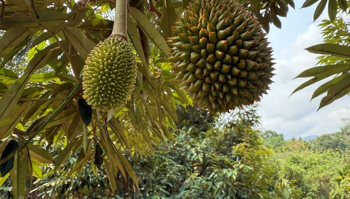 【深度】资本押注国产榴莲