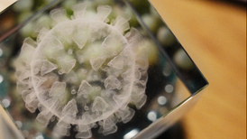 直通部委｜4月以来流感和鼻病毒活动水平上升 我国普氏野马种群数量已近千匹