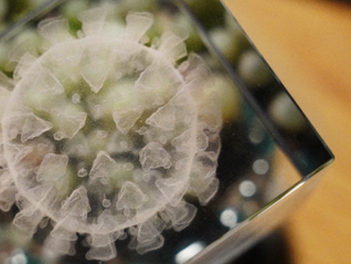 直通部委｜4月以来流感和鼻病毒活动水平上升 我国普氏野马种群数量已近千匹