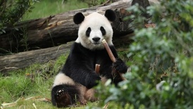 旅美大熊猫数量逐步增加，“平平”“福双”将赴亚特兰大动物园