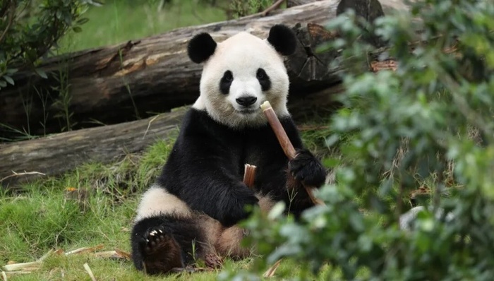 旅美大熊猫;平平;福双;亚特兰大动物园
