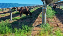 戈壁上的绿电生意：腾格里“沙戈荒”的开发与治理样本