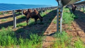 戈壁上的绿电生意：腾格里“沙戈荒”的开发与治理样本