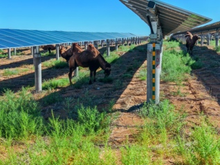 戈壁上的绿电生意：腾格里“沙戈荒”的开发与治理样本