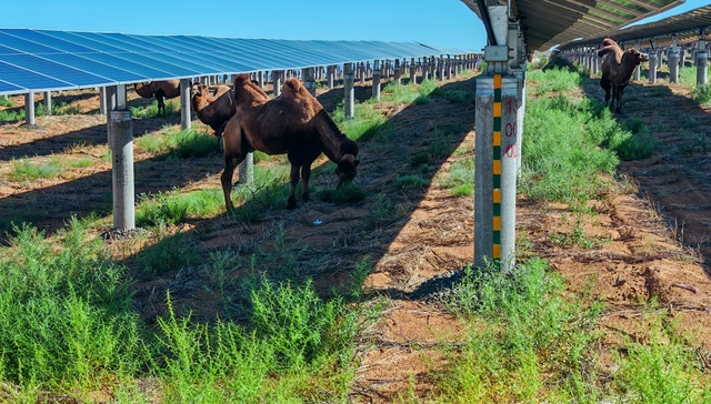 戈壁;绿电生意;腾格里;沙戈荒;开发与治理样本