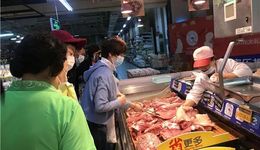 海南“猪王”，困在岛上