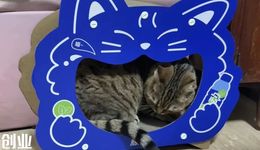 脉动靠猫窝讨好“铲屎官”，巨头跨界背后的定位迷途