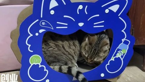 脉动靠猫窝讨好“铲屎官”，巨头跨界背后的定位迷途
