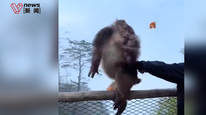 男子悬崖边推搡藏酋猴？峨眉山景区：非危险路段，列入“不文明游客黑名单”，3年禁入